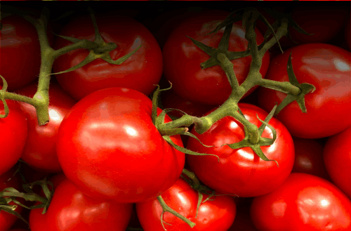 Tomatoes